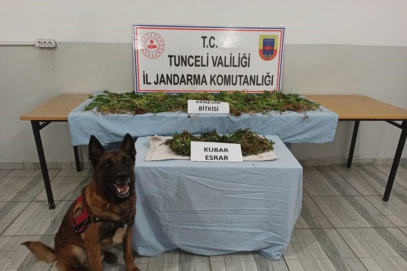 Tunceli'de 1200 kök hint keneviri ele geçirildi Tunceli'de 1200 kök hint keneviri ele geçirildi